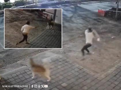 Pune Horror: Viral Video Shows Man Beating Husky to Death, Case Registered (Watch) | Pune Horror: Viral Video Shows Man Beating Husky to Death, Case Registered (Watch) Pune Horror: Viral Video Shows Man Beating Husky to Death, Case Registered (Watch) | Pune Horror: Viral Video Shows Man Beating Husky to Death, Case Registered (Watch)