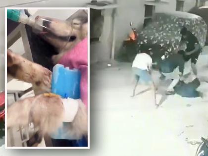 Hyderabad: Pet Husky Dog, Owner and His Wife Mercilessly Beaten With Iron Rods in Madhura Nagar; Disturbing Video Goes Viral | Hyderabad: Pet Husky Dog, Owner and His Wife Mercilessly Beaten With Iron Rods in Madhura Nagar; Disturbing Video Goes Viral