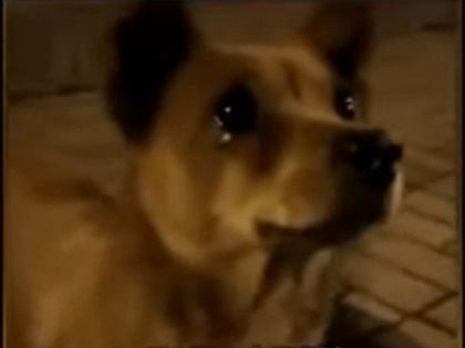 Viral Video! Heart melting video of dog 'crying' after a stranger feeds him goes viral | Viral Video! Heart melting video of dog 'crying' after a stranger feeds him goes viral