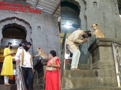 Viral Video! Dog shakes hands & blesses devotees outside temple in Ahmednagar | Viral Video! Dog shakes hands & blesses devotees outside temple in Ahmednagar