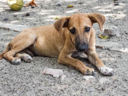 Mumbai: Woman booked for alleged acid attack on dog in Malad, probe on | Mumbai: Woman booked for alleged acid attack on dog in Malad, probe on