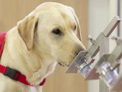 Dogs can detect Covid in humans finds study | Dogs can detect Covid in humans finds study
