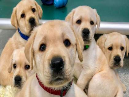 Dog Kennel Worth ₹10 Crore Being Built for Mumbai Police’s Dog Squad | Dog Kennel Worth ₹10 Crore Being Built for Mumbai Police’s Dog Squad Dog Kennel Worth ₹10 Crore Being Built for Mumbai Police’s Dog Squad | Dog Kennel Worth ₹10 Crore Being Built for Mumbai Police’s Dog Squad