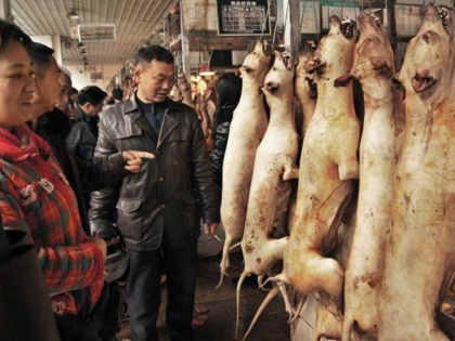 It's official: China's Shenzhen bans the eating of cats and dogs after coronavirus pamdemic | It's official: China's Shenzhen bans the eating of cats and dogs after coronavirus pamdemic