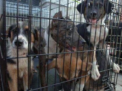 South Korea Bans Dog Meat Trade: Parliament Unanimously Passes Historic Bill | South Korea Bans Dog Meat Trade: Parliament Unanimously Passes Historic Bill