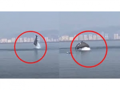 Viral Video! Navi Mumbai: Dolphins spotted swimming in Vashi creek | Viral Video! Navi Mumbai: Dolphins spotted swimming in Vashi creek
