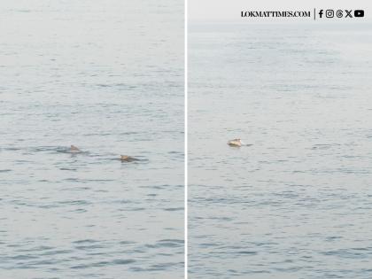 Dolphins Spotted in Mumbai: Group Seen Swimming Near Worli Sea Face; Netizens React as Video Goes Viral Dolphins Spotted in Mumbai: Group Seen Swimming Near Worli Sea Face; Netizens React as Video Goes Viral