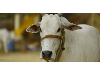 Pune: Disabled cow gets an artificial leg | Pune: Disabled cow gets an artificial leg