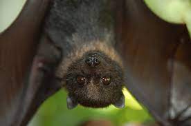 Researchers in China find new batch of coronaviruses in bats - Reports | Researchers in China find new batch of coronaviruses in bats - Reports