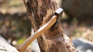 Maharashtra: Police registers case against hospital for illegal felling of peepal tree in Thane | Maharashtra: Police registers case against hospital for illegal felling of peepal tree in Thane