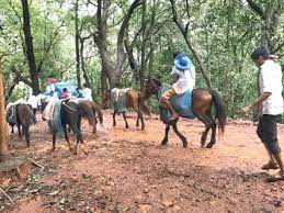 Maharashtra: 23 year old man on honeymoon dies after falling off horse in Matheran | Maharashtra: 23 year old man on honeymoon dies after falling off horse in Matheran