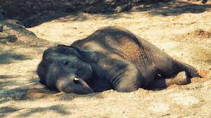Maharashtra: Newborn elephant calf found dead in Gadchiroli | Maharashtra: Newborn elephant calf found dead in Gadchiroli