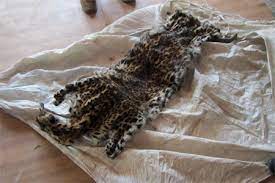 Maharashtra: Leopard skin seized in Navi Mumbai | Maharashtra: Leopard skin seized in Navi Mumbai Maharashtra: Leopard skin seized in Navi Mumbai | Maharashtra: Leopard skin seized in Navi Mumbai