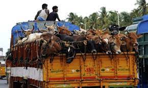Thane: Offence registered against four persons for transporting cattle under inhumane conditions | Thane: Offence registered against four persons for transporting cattle under inhumane conditions