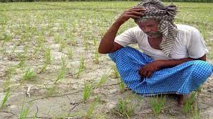 Maharashtra: 22 percent crop loss survey completed in rain-hit Marathwada | Maharashtra: 22 percent crop loss survey completed in rain-hit Marathwada