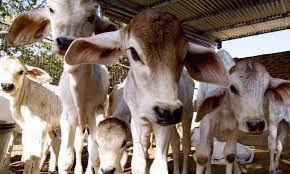 Goseva Ayog for cow welfare to be set up in Maharashtra | Goseva Ayog for cow welfare to be set up in Maharashtra