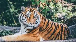 Chandrapur: Woman mauled to death by tiger | Chandrapur: Woman mauled to death by tiger