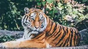 Chandrapur: Woman mauled to death by tiger | Chandrapur: Woman mauled to death by tiger Chandrapur: Woman mauled to death by tiger | Chandrapur: Woman mauled to death by tiger