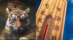 Maharashtra: Jungle safari timing at Tadoba Andhari Tiger Reserve changed due to rising mercury from Apr 20 | Maharashtra: Jungle safari timing at Tadoba Andhari Tiger Reserve changed due to rising mercury from Apr 20