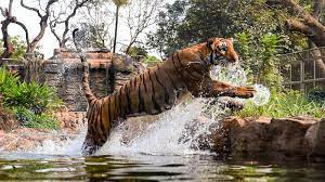 Mumbai: Byculla zoo makes special arrangements to protect animals from rising temperature | Mumbai: Byculla zoo makes special arrangements to protect animals from rising temperature