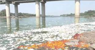 Nanded: Large number of fish found dead on banks of river Godavari | Nanded: Large number of fish found dead on banks of river Godavari