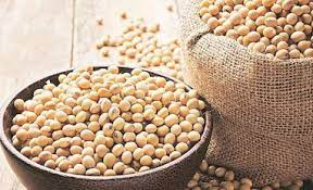 Maharashtra: Nearly 24.86 lakh hectares of land in Marathwada to come under soybean cultivation in Kharif season | Maharashtra: Nearly 24.86 lakh hectares of land in Marathwada to come under soybean cultivation in Kharif season
