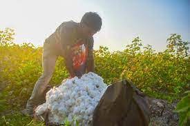 Maharashtra: Cotton farmers to take out rally to demand subsidy of Rs 5,000 per quintal on May 18 | Maharashtra: Cotton farmers to take out rally to demand subsidy of Rs 5,000 per quintal on May 18