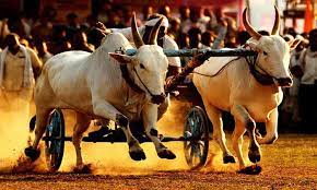 Maha govt welcomes SC verdict on bullock-cart races | Maha govt welcomes SC verdict on bullock-cart races