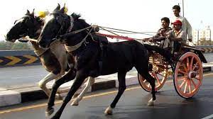Mumbai: Four held for horse-drawn carriage racing | Mumbai: Four held for horse-drawn carriage racing