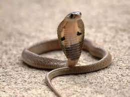 Mumbai: Baby cobra rescued from residential building in Goregaon | Mumbai: Baby cobra rescued from residential building in Goregaon