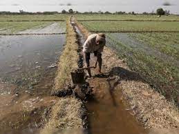 Maharashtra: Over 8,800 crop insurance certificates for Kharif season distributed during Revenue Week in Konkan division | Maharashtra: Over 8,800 crop insurance certificates for Kharif season distributed during Revenue Week in Konkan division