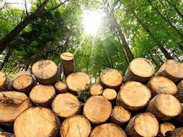 Thane: Forest dept conducts raid and seized two tonnes of Khair wood logs in farmhouse | Thane: Forest dept conducts raid and seized two tonnes of Khair wood logs in farmhouse
