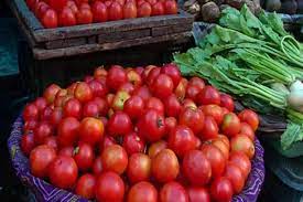 Maharashtra: Tomato price drops to Rs 60-80/kg in Mumbai | Maharashtra: Tomato price drops to Rs 60-80/kg in Mumbai