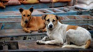 Mumbai: Stray dog population likely increased to 1.64 lakh from 95,000 in 2014 | Mumbai: Stray dog population likely increased to 1.64 lakh from 95,000 in 2014