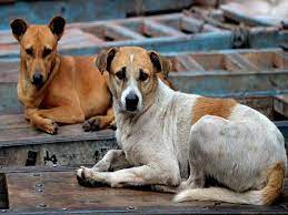 Stray dog causes mishap, one dead | Stray dog causes mishap, one dead