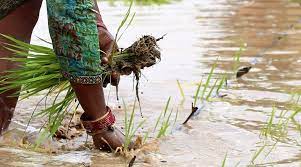 Maharashtra: 1.42 lakh hectares of farm land affected by rain in Akola | Maharashtra: 1.42 lakh hectares of farm land affected by rain in Akola