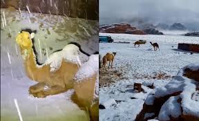 Rare snow storm leaves camels in UAE struggling, shocking video goes viral! | Rare snow storm leaves camels in UAE struggling, shocking video goes viral!