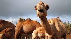 Fans at 2022 FIFA World Cup in Qatar warned against spreading camel flu | Fans at 2022 FIFA World Cup in Qatar warned against spreading camel flu