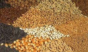 Navi Mumbai: 2 booked for unlawfully stocking food grains meant for public distribution | Navi Mumbai: 2 booked for unlawfully stocking food grains meant for public distribution