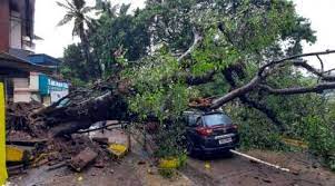 Mumbai rains: 1 killed, 1 injured after tree falls on hut | Mumbai rains: 1 killed, 1 injured after tree falls on hut