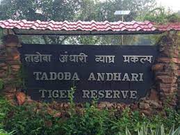 Maharashtra: Tadoba Andhari Tiger Reserve soon to get women vehicle drivers | Maharashtra: Tadoba Andhari Tiger Reserve soon to get women vehicle drivers
