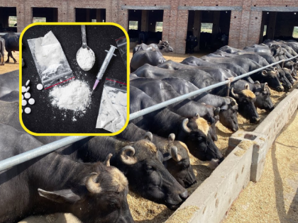 Secret Drug Lab Found in Buffalo Barn; Syndicate Head Arrested in Maharashtra | Secret Drug Lab Found in Buffalo Barn; Syndicate Head Arrested in Maharashtra Secret Drug Lab Found in Buffalo Barn; Syndicate Head Arrested in Maharashtra | Secret Drug Lab Found in Buffalo Barn; Syndicate Head Arrested in Maharashtra