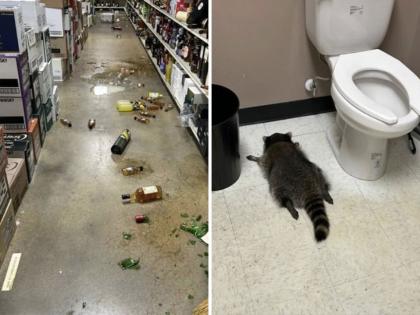 Raccoon Breaks Into Virginia Liquor Store, Passes Out in Bathroom After Drinking Alcohol | Raccoon Breaks Into Virginia Liquor Store, Passes Out in Bathroom After Drinking Alcohol Raccoon Breaks Into Virginia Liquor Store, Passes Out in Bathroom After Drinking Alcohol | Raccoon Breaks Into Virginia Liquor Store, Passes Out in Bathroom After Drinking Alcohol