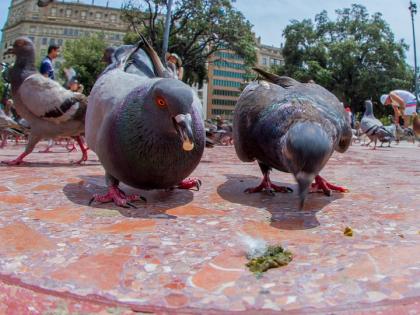 Pune: 12-year-old boy forced to consume pigeon droppings over minor dispute | Pune: 12-year-old boy forced to consume pigeon droppings over minor dispute Pune: 12-year-old boy forced to consume pigeon droppings over minor dispute | Pune: 12-year-old boy forced to consume pigeon droppings over minor dispute