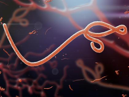 Ebola like Marbug virus kills 9 at Equatorial Guinea,alert issued | Ebola like Marbug virus kills 9 at Equatorial Guinea,alert issued