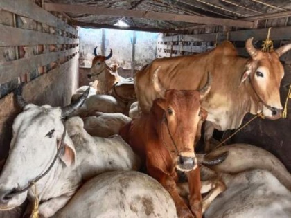 Chandrapur: 22 animals enroute to slaughter rescued, six detained with five vehicles | Chandrapur: 22 animals enroute to slaughter rescued, six detained with five vehicles