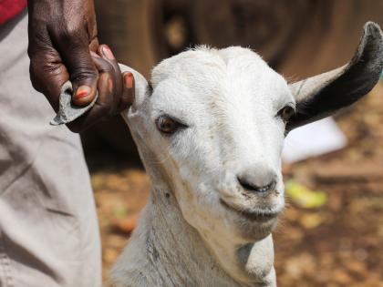 Bengaluru civic body bans animal sacrifice on roads and public places during Eid-ul-Adha | Bengaluru civic body bans animal sacrifice on roads and public places during Eid-ul-Adha Bengaluru civic body bans animal sacrifice on roads and public places during Eid-ul-Adha | Bengaluru civic body bans animal sacrifice on roads and public places during Eid-ul-Adha