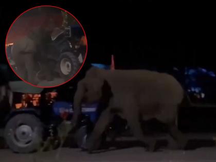 Dehradun: Kanwariya Injured After Elephant Overturns Tractor Trolley in Lachhiwala Due to DJ Noise and Lights; Video Surfaces | Dehradun: Kanwariya Injured After Elephant Overturns Tractor Trolley in Lachhiwala Due to DJ Noise and Lights; Video Surfaces Dehradun: Kanwariya Injured After Elephant Overturns Tractor Trolley in Lachhiwala Due to DJ Noise and Lights; Video Surfaces | Dehradun: Kanwariya Injured After Elephant Overturns Tractor Trolley in Lachhiwala Due to DJ Noise and Lights; Video Surfaces