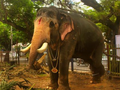 Elephant Attack In Kerala: Tribal Couple Trampled To Death By Wild Animal In Kannur | Elephant Attack In Kerala: Tribal Couple Trampled To Death By Wild Animal In Kannur Elephant Attack In Kerala: Tribal Couple Trampled To Death By Wild Animal In Kannur | Elephant Attack In Kerala: Tribal Couple Trampled To Death By Wild Animal In Kannur
