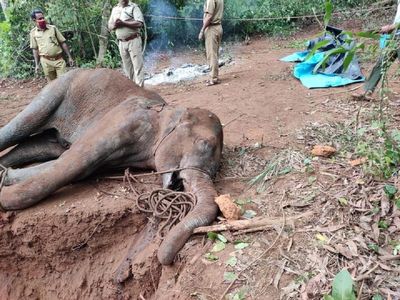 Second elephant death reported in Kerala after eating fruit filled with firecracker | Second elephant death reported in Kerala after eating fruit filled with firecracker
